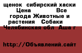 щенок  сибирский хаски › Цена ­ 12 000 - Все города Животные и растения » Собаки   . Челябинская обл.,Аша г.